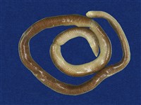 藏品(盲蛇)的圖片